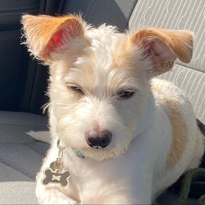 Meet your Posher, Joel